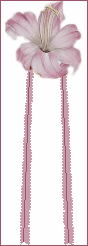 belladonna rosette