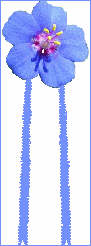 pimpernel rosette