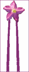 purple pipeweed rosette